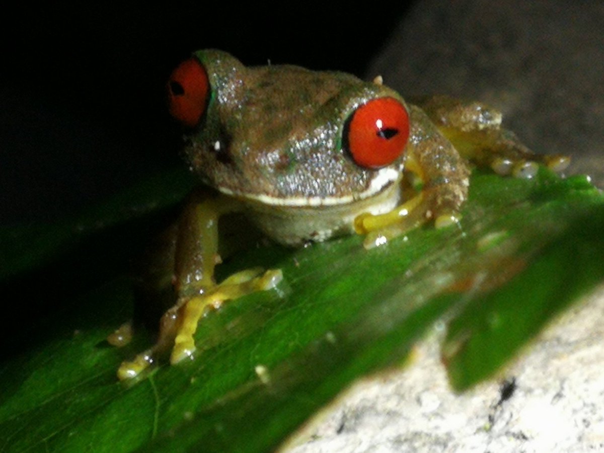 LauraSmith247's tweet photo. Just met this red eyed frog on a night tour in #Monteverde. I am in love with #CostaRica!
#smilingfrog https://t.co/2PYqQN24t3
