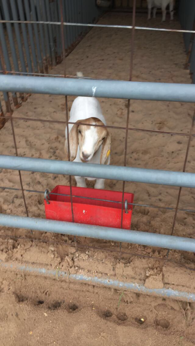 JoeyLReisinger's tweet photo. @areavffa my SAE of this year https://t.co/yKHPyY6QVy