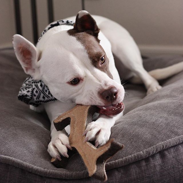 lolathepitty's tweet photo. These are a few of my favorite things... 🛏 🧣 🍖 https://t.co/GDwj55EkvN https://t.co/ixaIWAP6jR