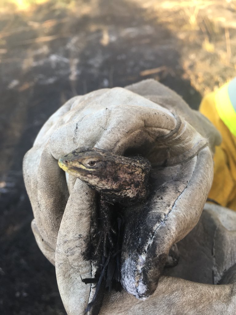 cejas337's tweet photo. Evite los incendios forestales ellos tambien sufren!!..rescatado de las llamas en incendio forestal #Roble3 😊🔥@conaf_minagri @Info5Chile @mmardoro @Tragahumosfire @pabloManzanres @djgraff_German @AnaLeonorVeraVe @Nataliaserranod @guillermosalas @MpTUCANAL https://t.co/ukdZgLrpRN