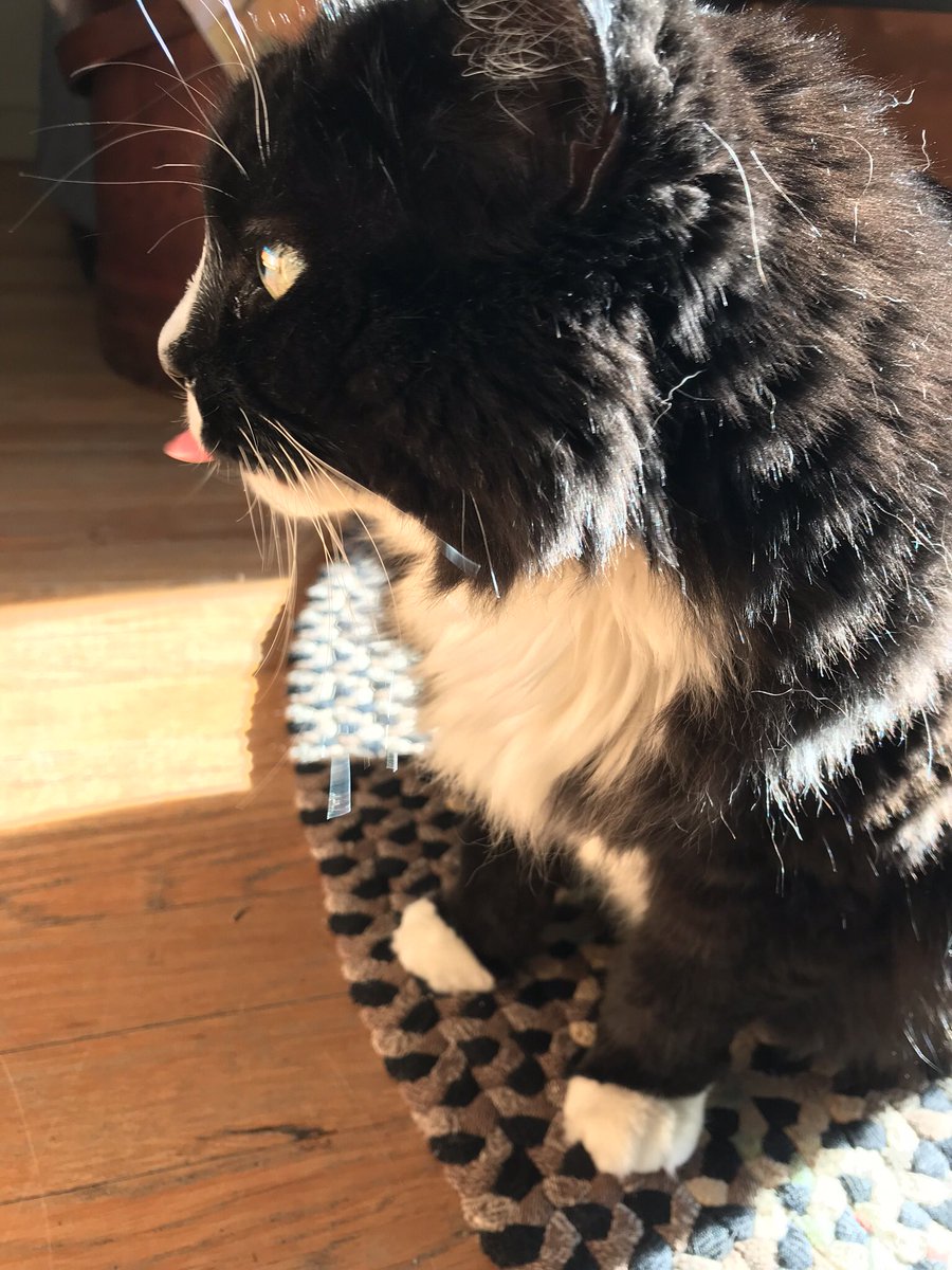 I stick my tongue out at you workday for Mum! She could miss precious hours of watching me nap &amp; eat😺 #TongueOutTuesday #CatsOfTwitter