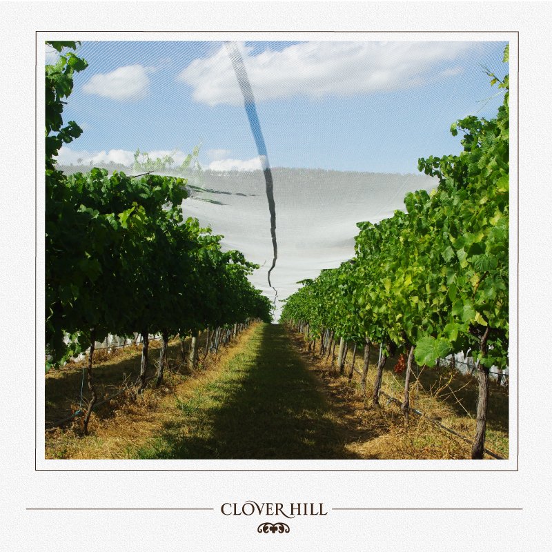 Under the net at Clover Hill, in Pinot Noir ‘D Block’.