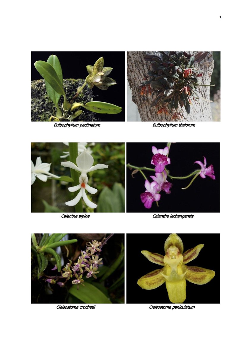 Worldview_Intl's tweet photo. #Orchid #Seedsaving #Seedpreservation https://t.co/jSc6k8I7Yj