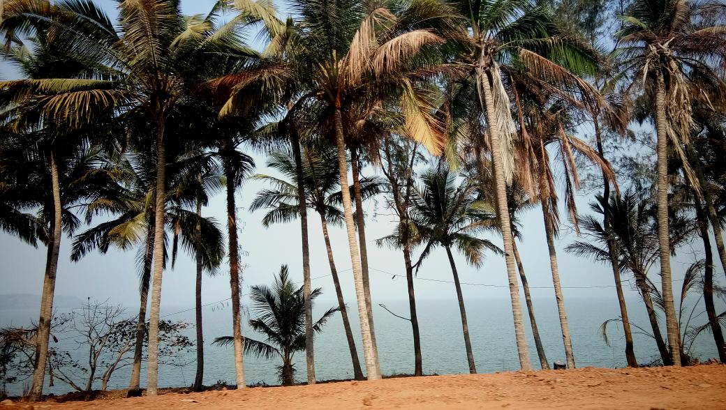 Anil5's tweet photo. Coconut trees, sea, river, forts & its nice people is #Goa #Goawalk https://t.co/CjR7TwSgGa