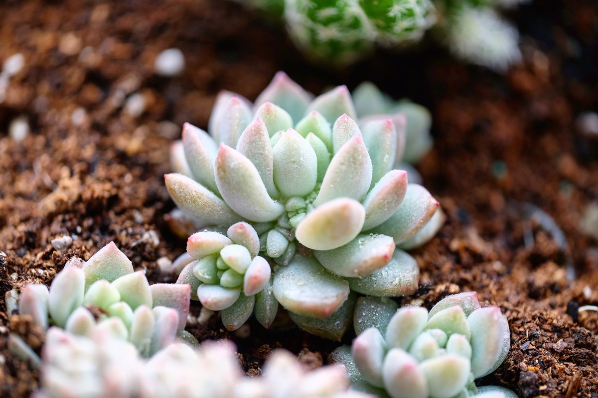 maymore's tweet photo. Succulent plants? yes, NEW trend!
#succulent #plants https://t.co/EbYxVvwgzi