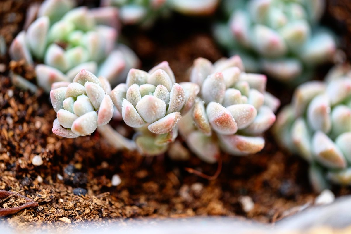 maymore's tweet photo. Succulent plants? yes, NEW trend!
#succulent #plants https://t.co/EbYxVvwgzi