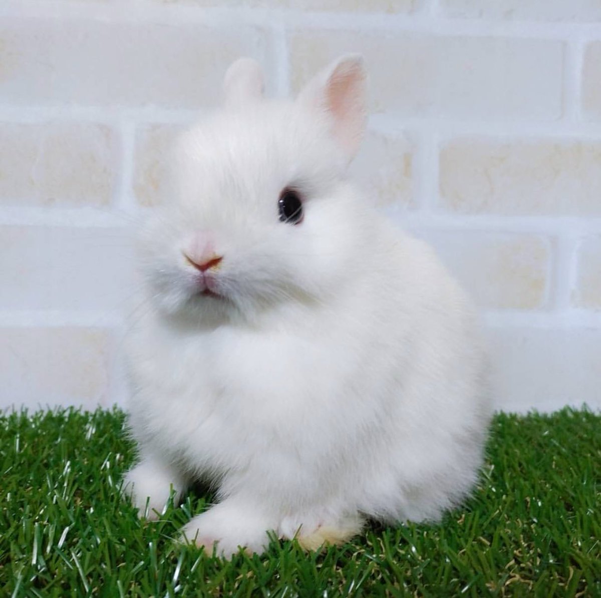 C ゚ V Twitter Princess Marguerite Beautiful Eyes Very Cute うさぎ ネザーランドドワーフ Rabbit Bunny Netherlands Bew ブルーアイ Doe 女の子 Marguerite マーガレット お花 ホワイトマーガレット 可愛いは正義 Love うさぎ好きさんと C ゚ V Twitter Princess Marguerite Beautiful Eyes Very Cute うさぎ ネザーランドドワーフ Rabbit Bunny Netherlands Bew ブルーアイ Doe 女の子 Marguerite マーガレット お花 ホワイトマーガレット 可愛いは正義 Love うさぎ好きさんと