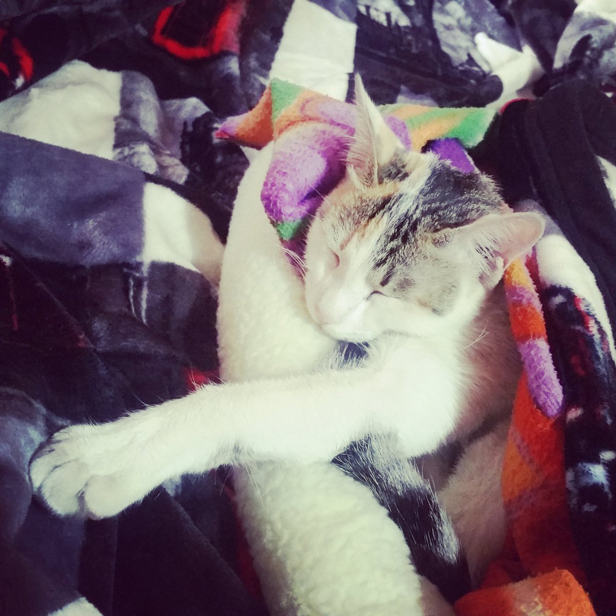 thefurrybuds's tweet photo. Cauz I love napping... 😴 

#kittenlife #catlife #caturday #catlove #kittenlove #pawsome 
#CatsOfTwitter https://t.co/2xs3ygccA0