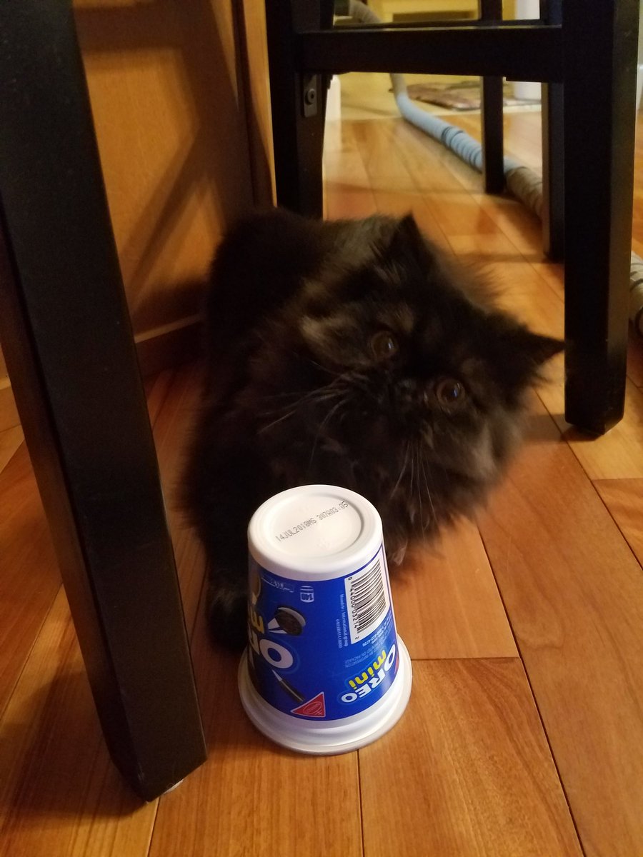 jennaNYfan's tweet photo. So, my cat is so strange. Tonight, he is obsessed with this cup of Oreos. Packing it around the house all night in his mouth. #ohgus https://t.co/WIYVmEll0e