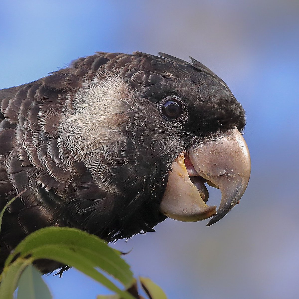 BirdlifeOz's tweet photo. Four of Australia's threatened bird species have had their conservation status uplisted from Vulnerable to Endangered under the EPBC Act.
- Noisy Scrub-bird
- Western Bristlebird
- Baudin’s Black-Cockatoo (pictured)
- Crimson Finch
https://t.co/N2Z9tHFjUl
Image: Georgina Steytler https://t.co/87vmBrGAEv