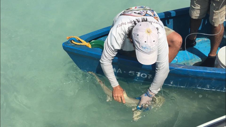 EduardoBon17's tweet photo. EDF in Cuba & Cuba´s Center Marine Research characterizes nursery areas for sharks in Zapata Swamp National Park. Last week we tagged 3 lemon and 1 nurse sharks as part of a study that will help guide strategies to continue conserving these important animals #EDFOceans #sharks https://t.co/moX8SID8Xk