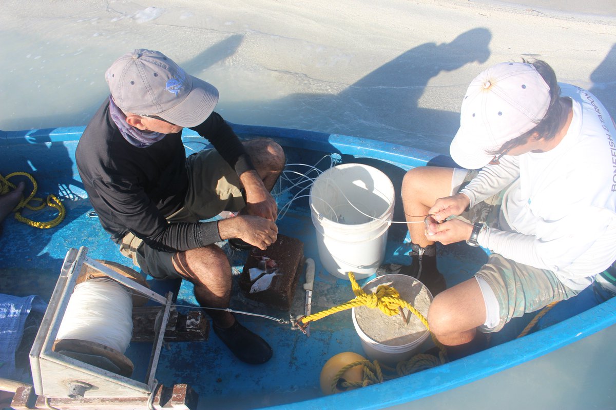 EduardoBon17's tweet photo. EDF in Cuba & Cuba´s Center Marine Research characterizes nursery areas for sharks in Zapata Swamp National Park. Last week we tagged 3 lemon and 1 nurse sharks as part of a study that will help guide strategies to continue conserving these important animals #EDFOceans #sharks https://t.co/moX8SID8Xk