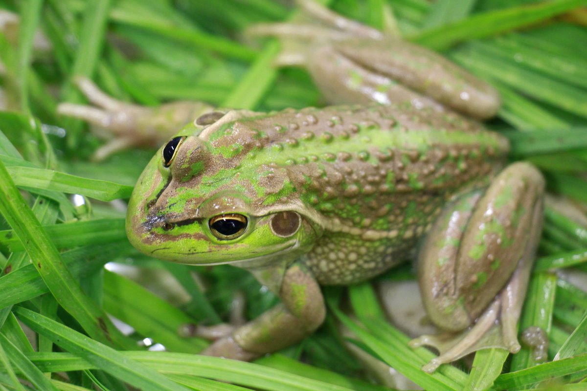 LClandscapeSA's tweet photo. A member of the public discovered this #SouthernBellFrog hopping in his South East backyard last week. The species is threatened, and listed nationally as vulnerable. Keep a look out and see if you can spot any! #frogs #nrm #naturalresources #naturephotography https://t.co/oqSBq1JVVG