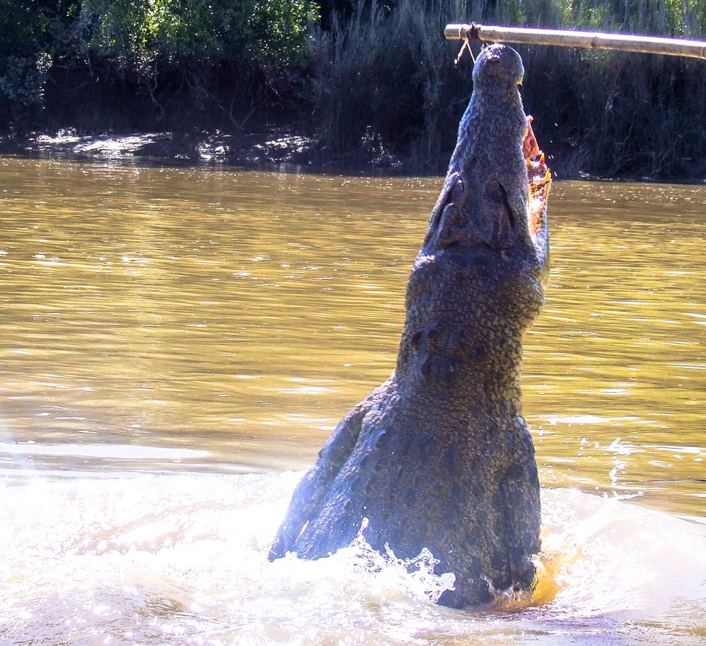 OutbackAndBush's tweet photo. Adelaide River, NT. Didn't feel so comfortable being in a little tinny after this! Was a great cruise and fantastic to see these guys in their natural habitat but yeah, once was enough... still having nightmares! #outbacknt #outback #tourismnt #seeaustralia #exploreoz #yolo https://t.co/ZSOTiZpiQc