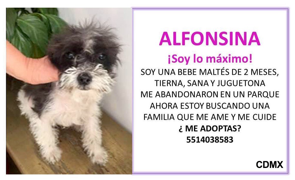fellpudito's tweet photo. #NoCompresADOPTA a Alfonsina en #CDMX Feb 2018 https://t.co/SCMF6u2W2s