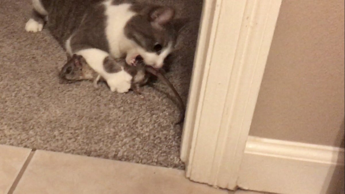 RealRuggle's tweet photo. Who needs #TunaTuesday when you can have Rat?!  #RatTuesday

#CatsOfTwitter #Cats #BeastMode #Savage 😻🤷‍♀️🤢 https://t.co/g8HbZrE1KB