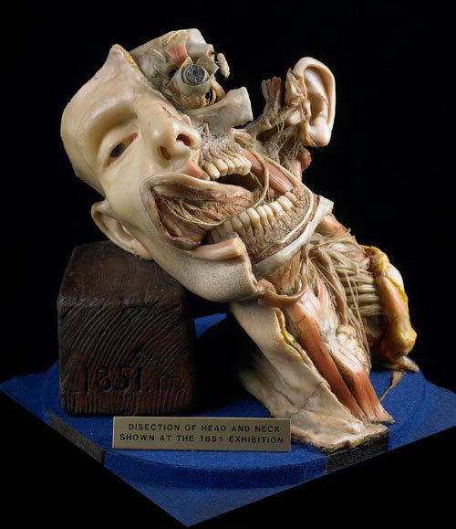 HealthHums's tweet photo. TONIGHT! 5pm, 127 Edith Morley Building @UniofReading. @VerityDarke will be giving a talk for our Spring Seminar Series: 'Intermedial Interpretations: #19thC #Museums, #Victorian Literature and the Displayed Body'. #rdguk #medhums https://t.co/0I460u0vlG