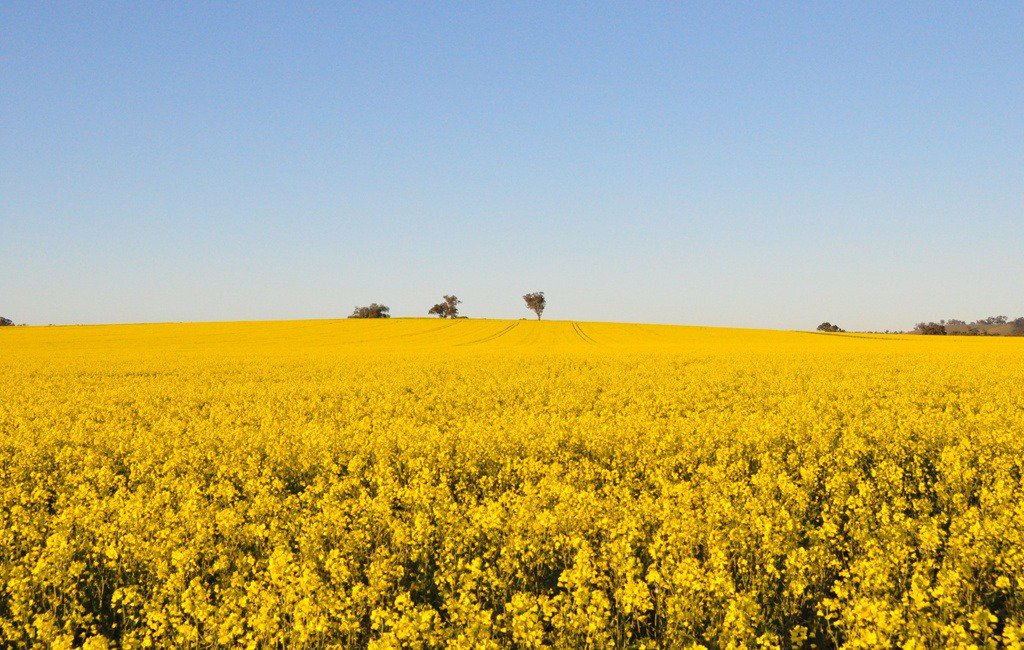 SyngentaANZ's tweet photo. Syngenta is launching a new #canola blackleg foliar fungicide in the Australian market soon. Learn more about #MIRAVIS and the #PowerfulSimplicity it delivers: https://t.co/03tWVKNdZG https://t.co/JUK40mn1AK