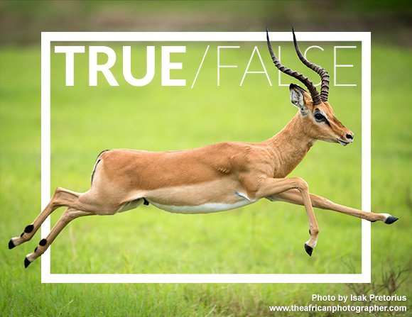 #TrueOrFalse: In full flight, impalas are the fastest of any African antelope. Answer here: bushcampcompany.com/TRUE_FALSE/201… #wildlife #safari #Zambia