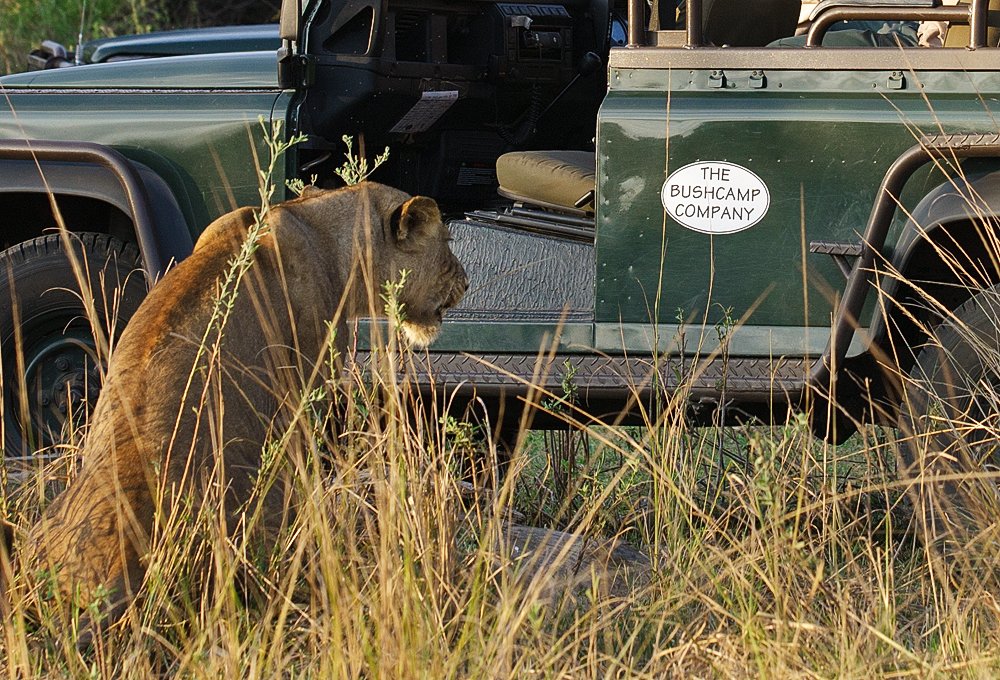 Looking for a lift, perhaps? 

bit.ly/2DVxfkd #Safari #Wildlife #Zambia #Travel