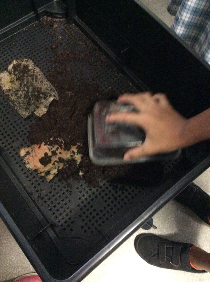 sdenm33's tweet photo. 4/5 add their mini farms to our new worm farm. Thanks Robb (Bunnings)for helping 4/5 learn about earthworms. #flssip https://t.co/XnQXD4KmF8