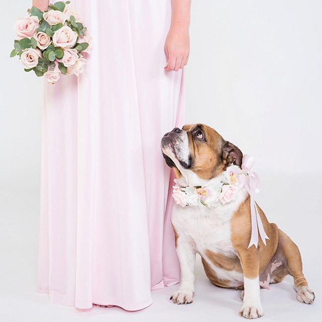 CupidCollars's tweet photo. Look at this darling girl being such a peach...will your fur baby be this well behaved on your big day? Practice is key...lots of treats and training to ensure super cute poses for the wedding! #dogtraining #strikeapose⠀
⠀
🌸Collars: @cupidcollars… https://t.co/stob4XlsHW https://t.co/dIKQRQHj1Z