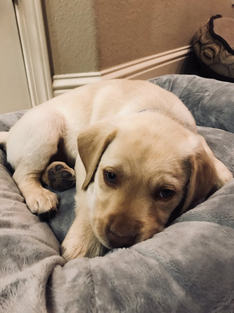 allytayyyy's tweet photo. so I came home to a little surprise....... https://t.co/FHKiYdnuK0