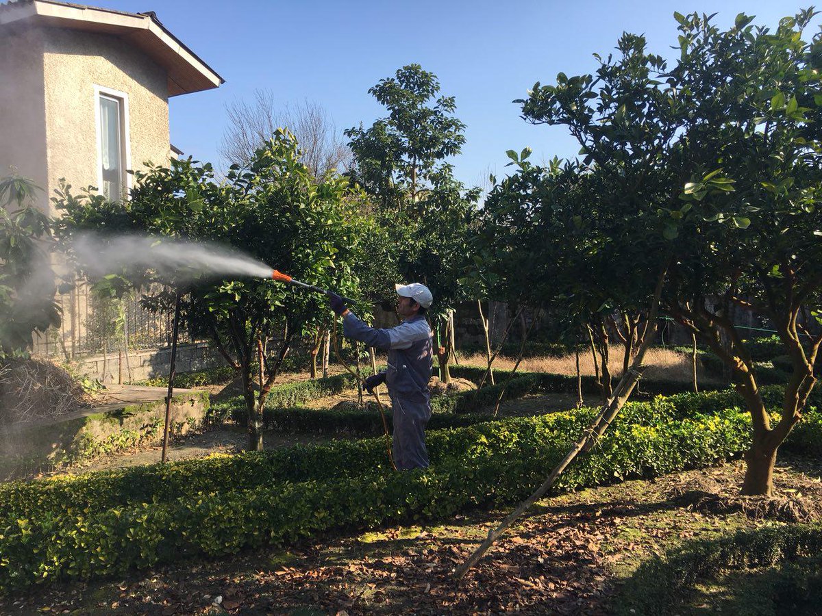 Ashkan27071988's tweet photo. #Winter_Agricultural_Operations such as #minimum_tillage,#Dried_Branches_Pruning and #Post_Harvest #Foliar_Application of #N_Zn_B #Fertilizers have great influence on next year #Citrus garden health and #Yield. We could rescue some gardens from destruction with these methods. https://t.co/yePGlUZLsk