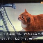 長年の謎が今解けた？猫がエサ置場で水を飲まない理由とは？