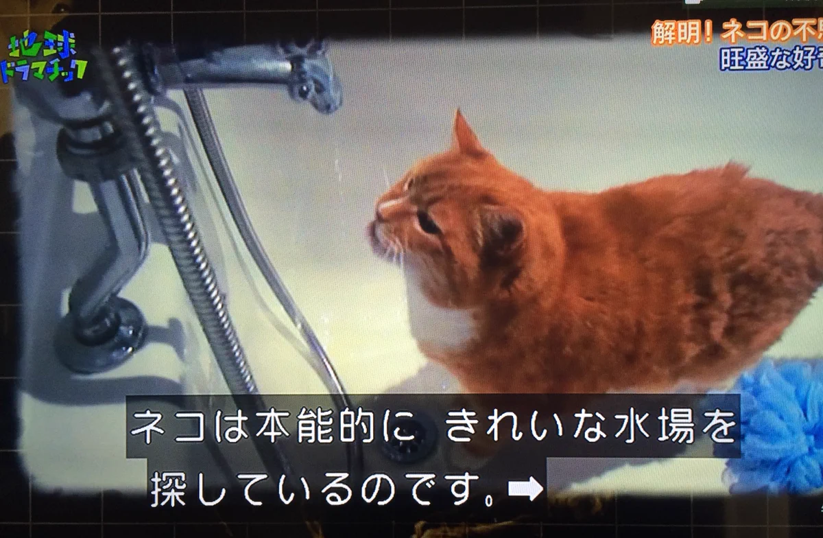 長年の謎が今解けた？猫がエサ置場で水を飲まない理由とは？