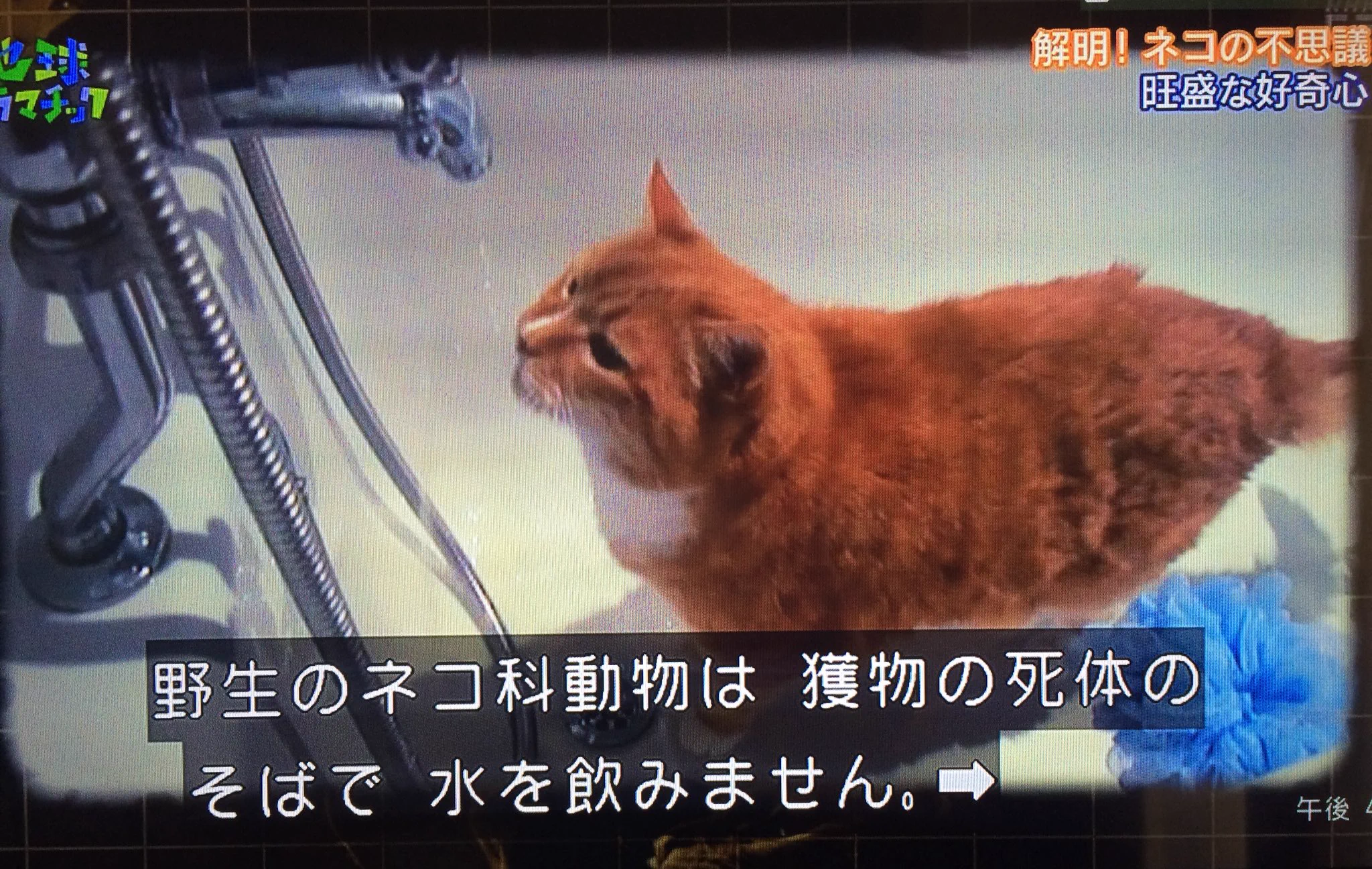 長年の謎が今解けた？猫がエサ置場で水を飲まない理由とは？
