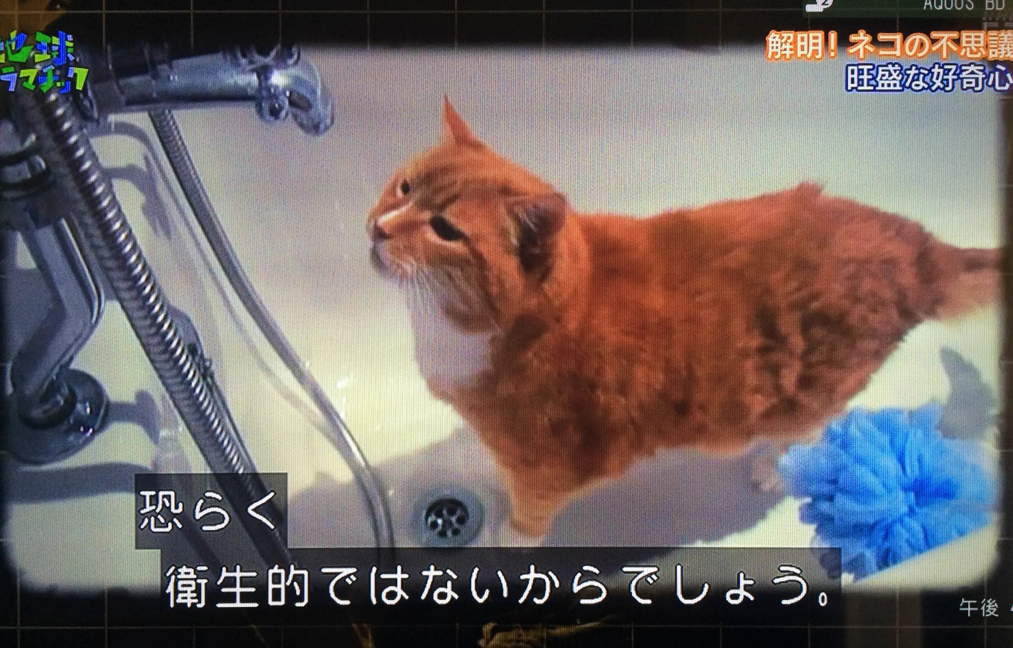 長年の謎が今解けた？猫がエサ置場で水を飲まない理由とは？