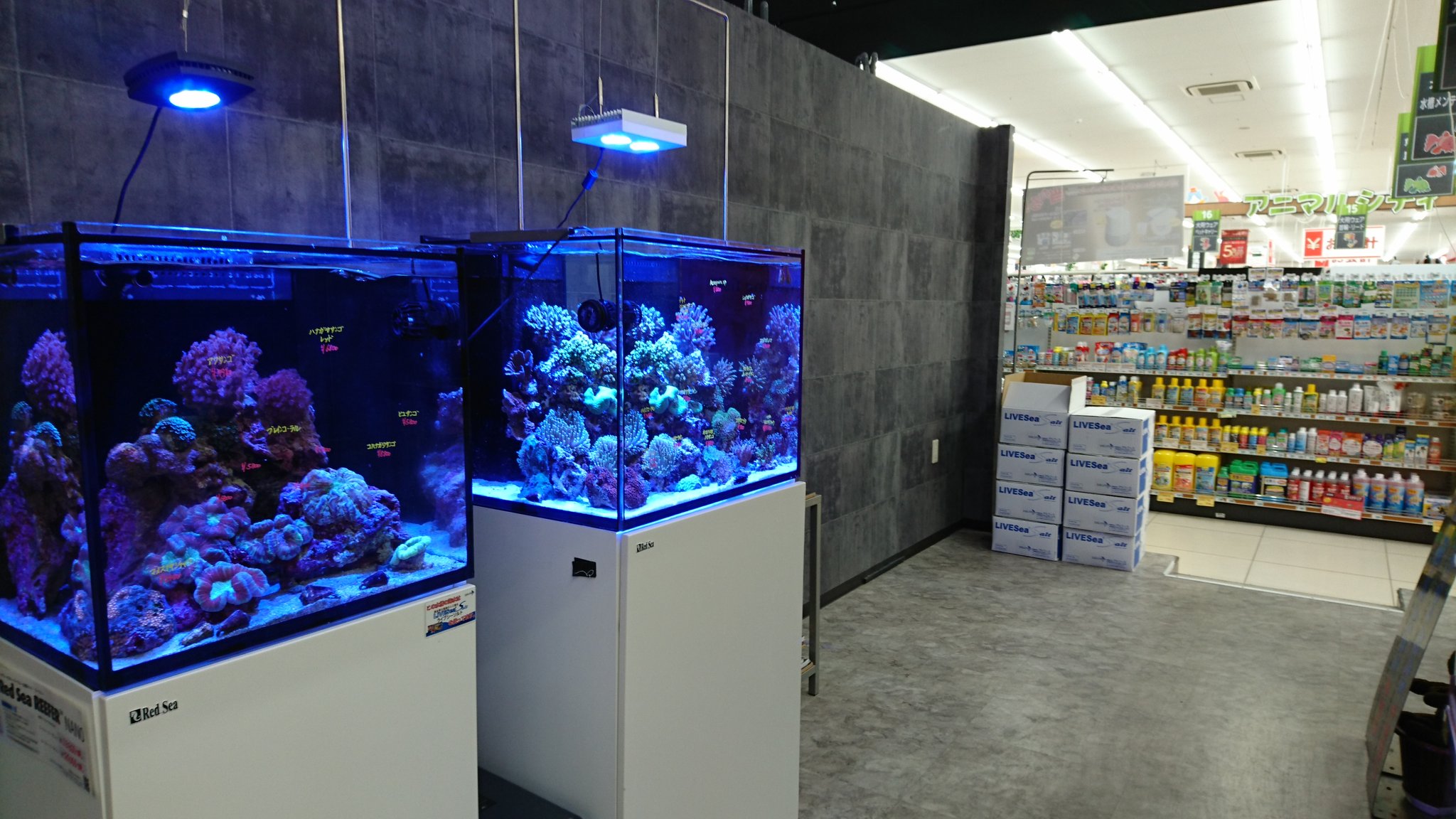 アクアテイラーズ森之宮店 Twitter ನಲ ಲ こんにちわ 本日2 火 は東大阪本店の定休日となっております 森之宮店ではレッドシーmax リーファーコーナーに変化が 新しい水槽は明日 到着予定です そして淡水コーナーではこんなものを見つけました アクアテイラーズ森之宮店 Twitter ನಲ ಲ こんにちわ 本日2 火 は東大阪本店の定休日となっております 森之宮店ではレッドシーmax リーファーコーナーに変化が 新しい水槽は明日 到着予定です そして淡水コーナーではこんなものを見つけました