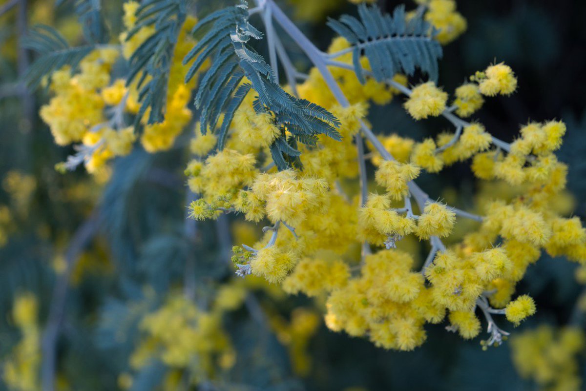 luckymornings's tweet photo. Vacances scolaires / Balade dans les jardins du Rayol Regarder les plantes, grimper aux arbres ... https://t.co/Yw7vOHBxYA @domainedurayol #domainedurayol https://t.co/ZCZ6Vn0WaX