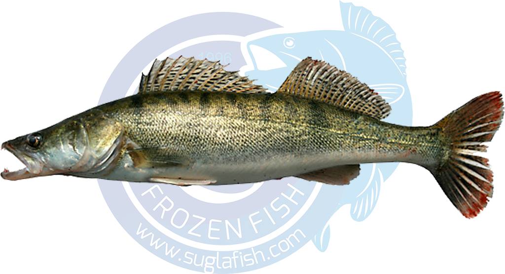 suglafish's tweet photo. #seafood #food #suğla #fish #fishfilet #fishing #pikeperch #zanderfishing #zanderfilet #pikeperchfillet #fishing #fillette #fillets #frozenfish #frozenfood #stizostedionlucioperca #sanderlucioperca https://t.co/TDa6Q3yOEG