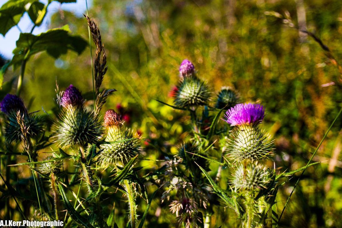 YourScotBorders's tweet photo. 📍 Oh flower of Scotland 
📷 A I Kerr photographic
💚 #ScottishBorders https://t.co/VlEwMzsiE2