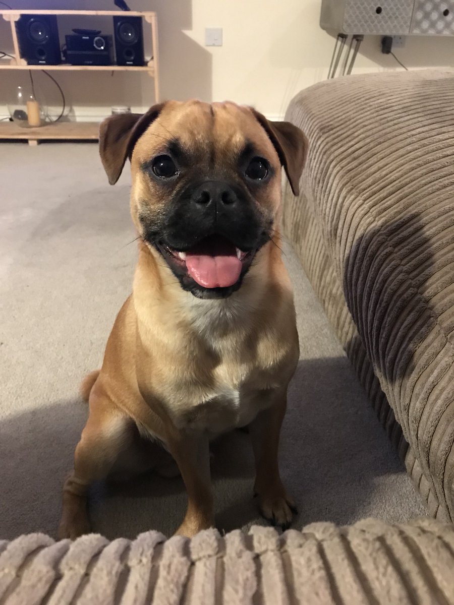 befbrew's tweet image. We’re taking Burt on his first holiday this weekend and he’s really happy about it 😛🐶