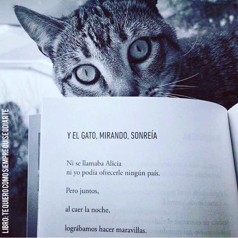 luisramiromusic's tweet photo. No te confundas: son gatos.
La mascota siempre serás tú.

#DiaInternacionalDelGato https://t.co/jNpuMhyjMv