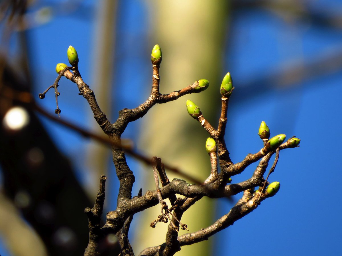 angegarrod's tweet photo. Sycamore buds and pussy willow showing silver #winterwatch #approachingspring #trees https://t.co/JnR3x8SRuB