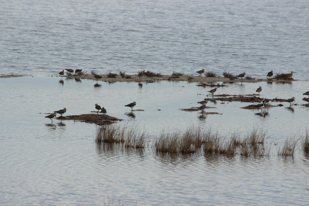 C_Francesiaz's tweet photo. How to optimize a sampling at the national scale to estimate #lapwings population size in winter ? New student to help us design future sampling strategy. Welcome David ! #samplingdesign #RéservedeChanteloup https://t.co/DU3zgZLhtH