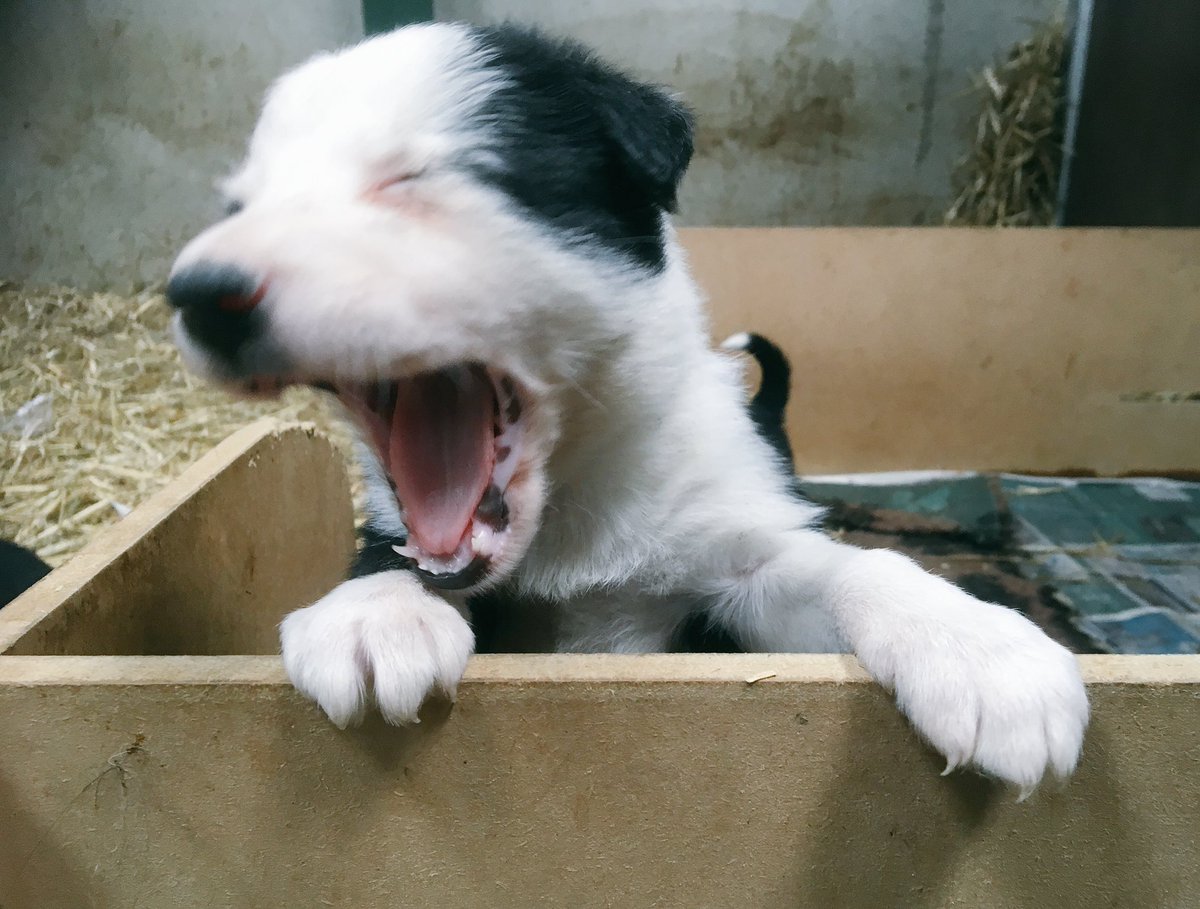 herdyshepherd1's tweet photo. This so the greatest pup I have ever known... I may be a little soft on her but she is up for life
Sheโs called Bess / keeper https://t.co/WQrHe88Xpa