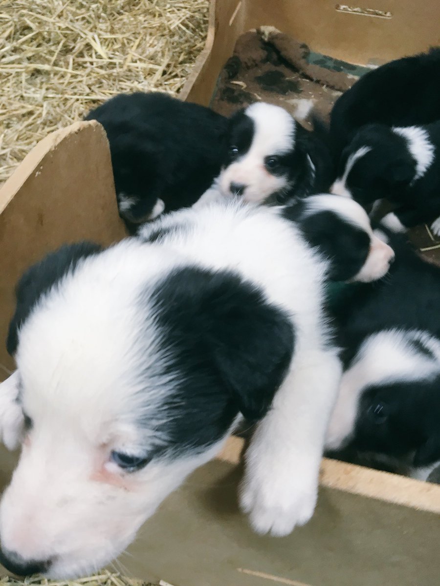 herdyshepherd1's tweet photo. This so the greatest pup I have ever known... I may be a little soft on her but she is up for life
Sheโs called Bess / keeper https://t.co/WQrHe88Xpa