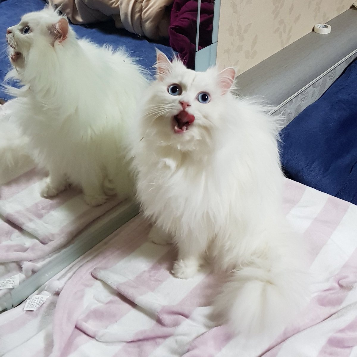 러블리