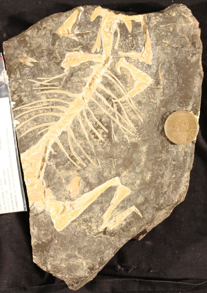 Dr_P_Getty's tweet photo. I heard it was #TriassicTuesday! Here's the type specimen of the enigmatic diapsid Sphodrosaurus, from the Triassic of Pennsylvania. Specimen is at the @StateMuseumPA. #paleontology https://t.co/kduytzNhGR
