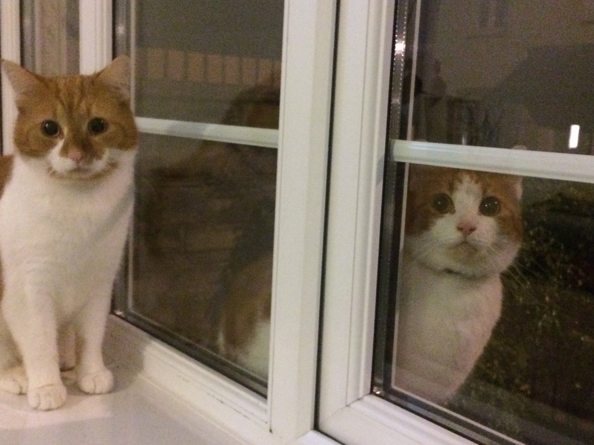 PhilleighWay's tweet photo. Being the crazy animal lovers that we are, we couldn't miss out on #LoveYourPetDay Here are our fabulous 4 legged friends. We'd love to see a pic of your crazy pets. And don't forget, #BeLikeBuster and #besafebeseen https://t.co/hsnUk83aTW