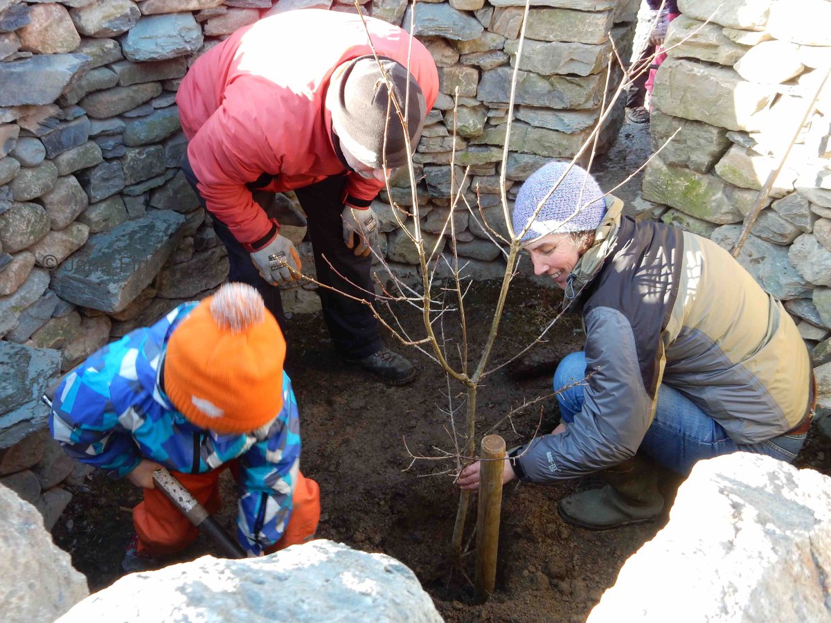 Ullswater_Way's tweet image. And here is the tree. All the children help to dig the hole. #Treefold @butnorain #Ullswater #UllswaterWay #NotJustLakes