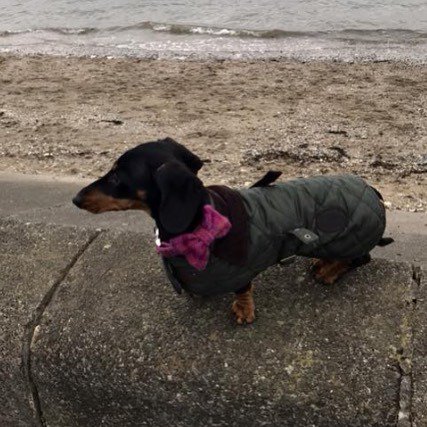 BowzosBowzo's tweet photo. Happy Tuesday everyone! From Holly the fashionista #sausagedog #fashionista #pink #struttingmystuff https://t.co/uNNSzIr3LT https://t.co/lWw2SFZSCy