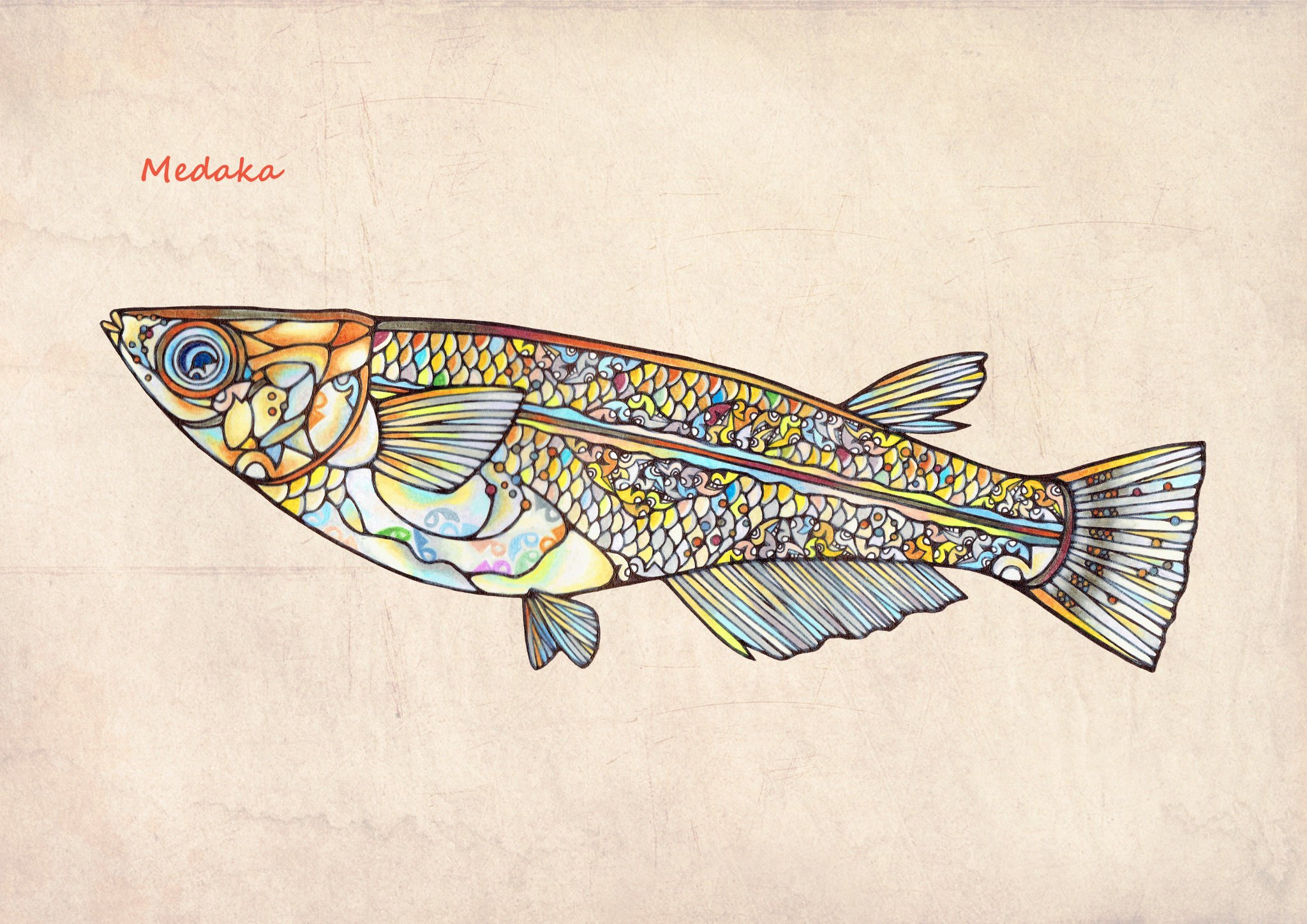 Namiko イラスト図鑑 メダカ File107 イラスト 魚 メダカ