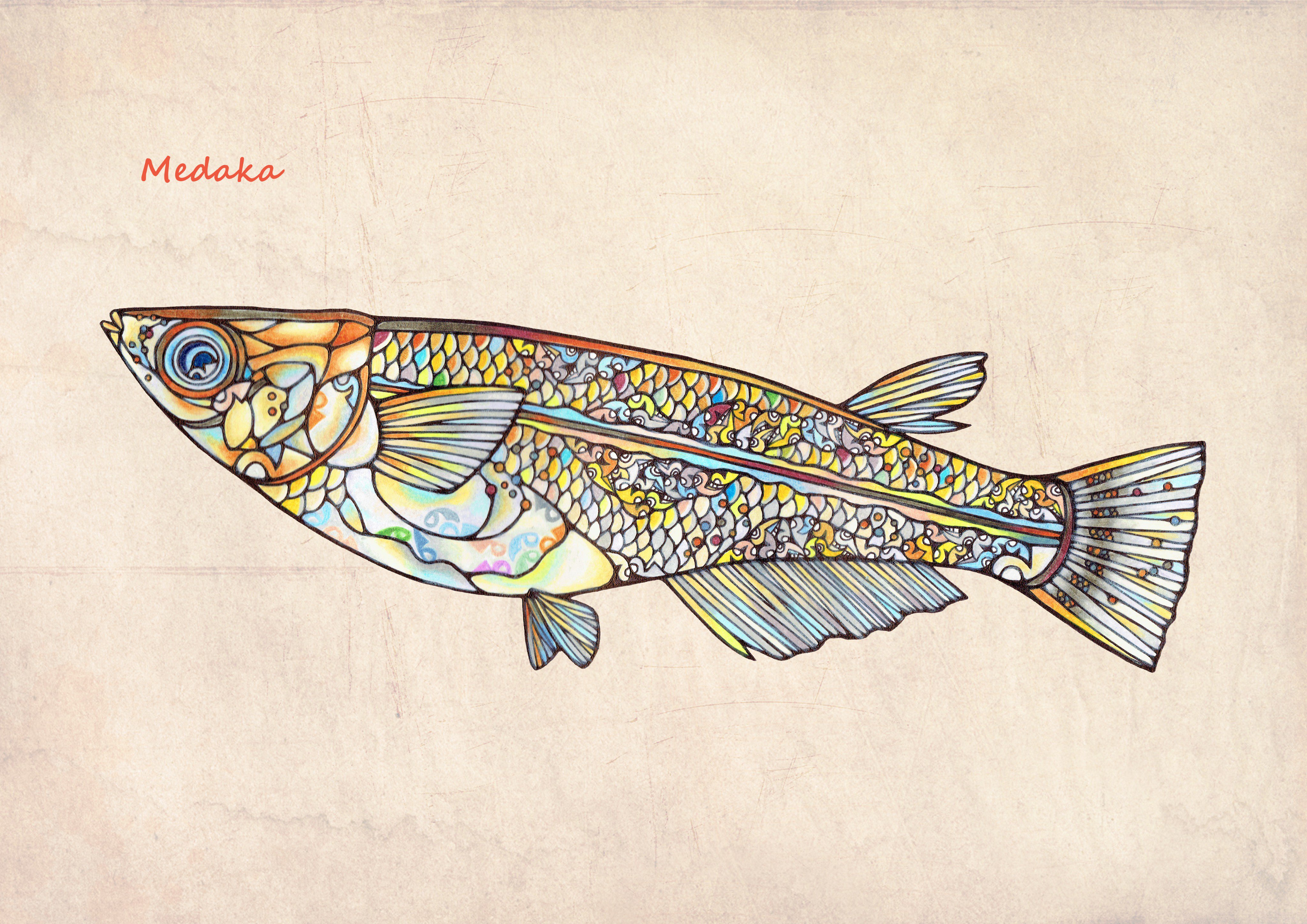 Twitter 上的 Namiko Niboshi イラスト図鑑 メダカ File107 イラスト 魚 メダカ T Co Pswpjczxld Twitter
