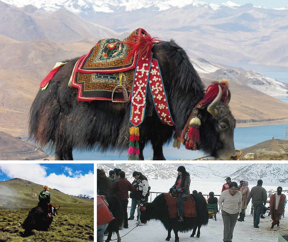 travocoast's tweet photo. Yak Safari: One of the best thing to do in Sikkim
#Sikkimtour #Sikkimpackages #Sikkim #travocoaster #sikkimtrip https://t.co/yEALtYdWeg